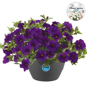 Bild von HP27 o.kl. Calibrachoa Blue
